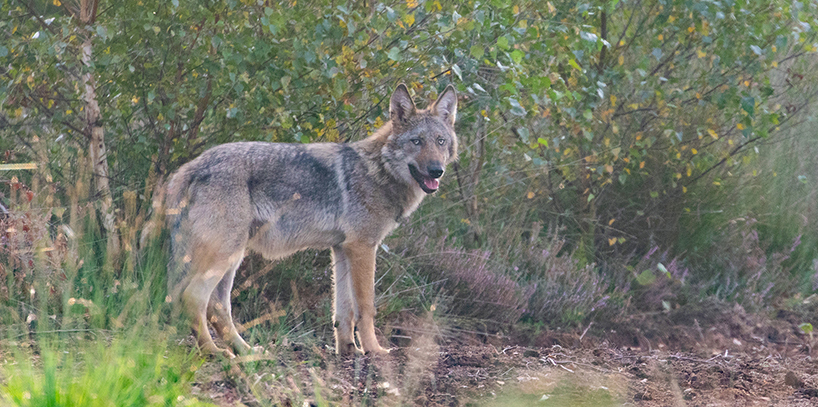 onderzoek wolf